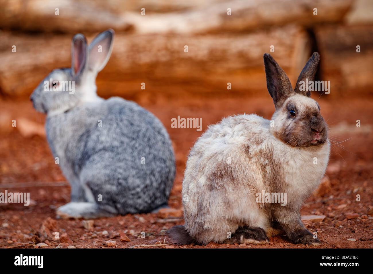 Deux lapins reposant sur la Terre Rouge Banque D'Images