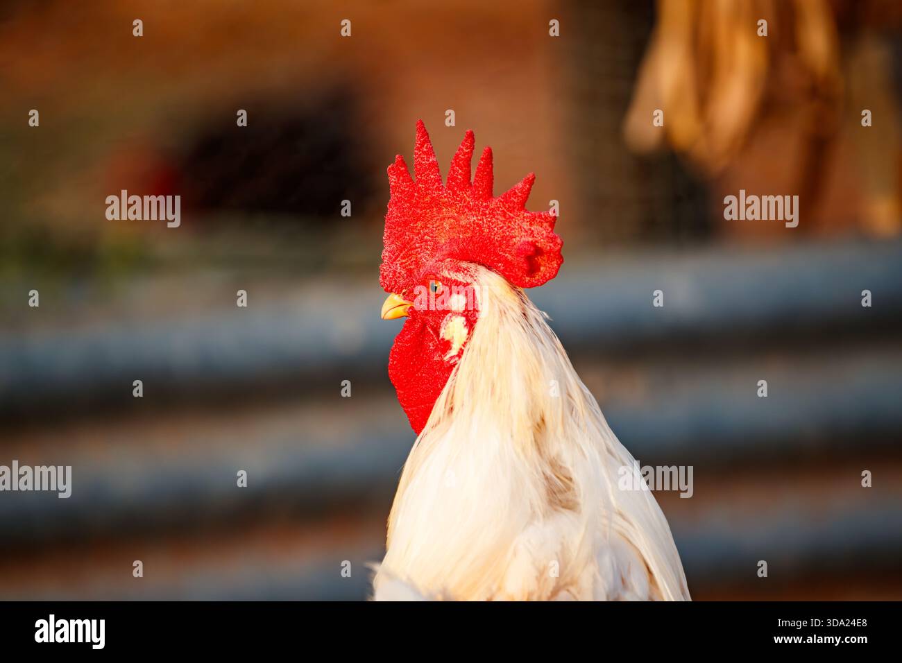 Coq blanc dans le soleil du soir Banque D'Images