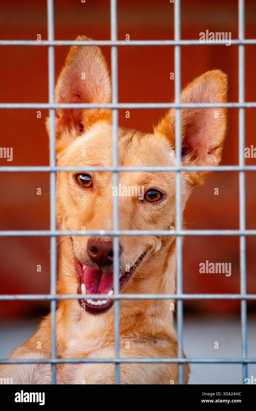 Chien d'abri regardant à travers les fils de cage Banque D'Images