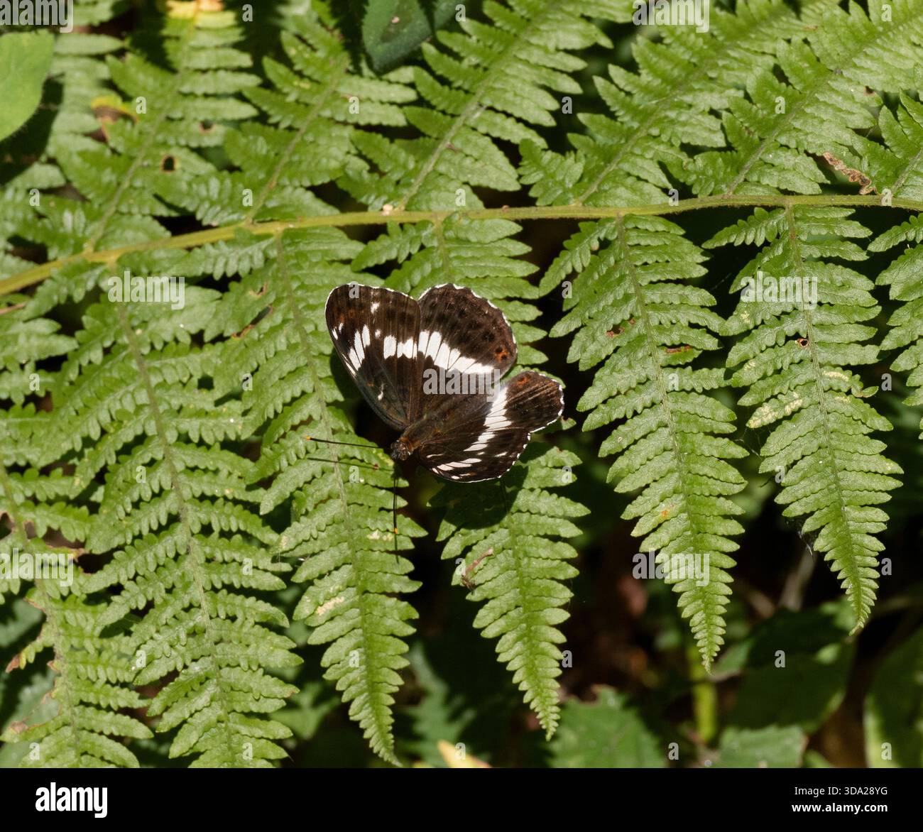 White Admiral Butterfly (Limenitis camilla) Lullingstone Country Park, Kent UK Banque D'Images