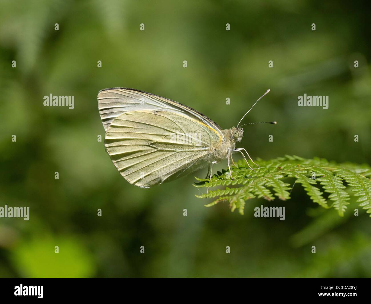 Petit papillon blanc (Pieris rapae) Lullingstone Country Park, Kent UK Banque D'Images