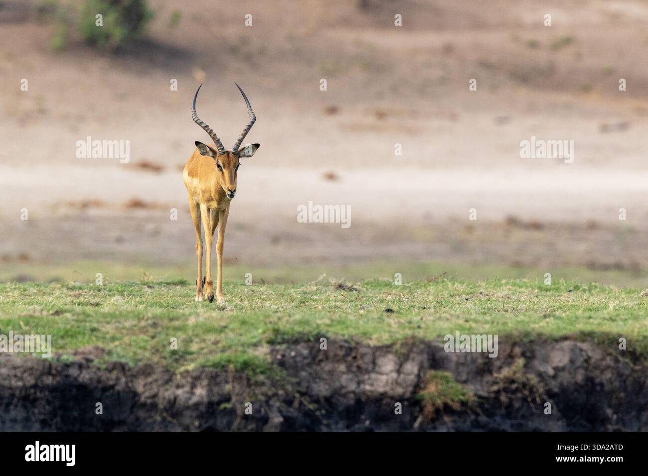 Un Impala mâle solitaire marchant vers l'eau sur une rive de la rivière Chobe dans le parc national de Chobe, Botswana Banque D'Images