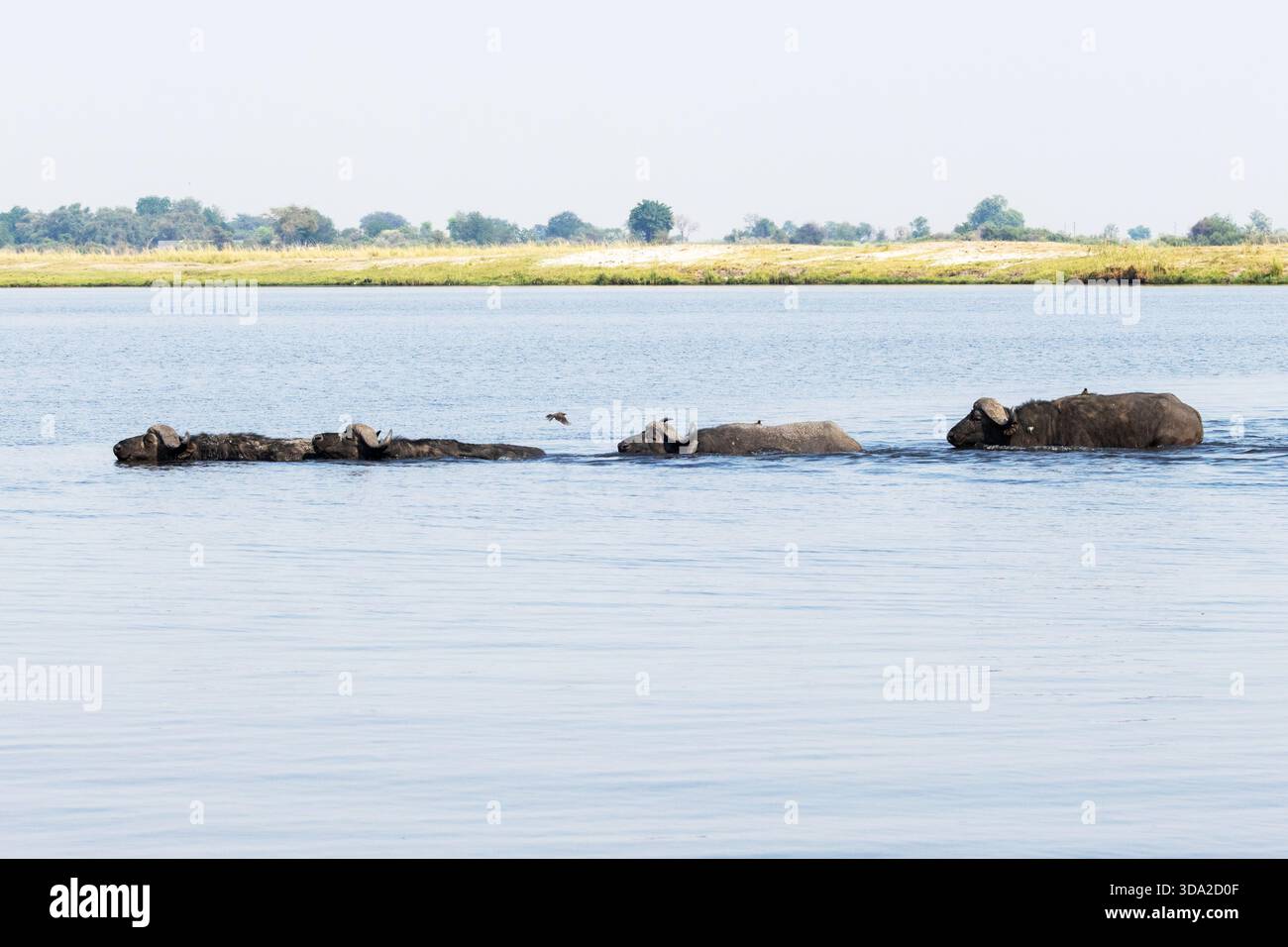 Troupeau de buffles africains nageant dans la rivière Chobe dans le parc national de Chobe, Botswana Banque D'Images