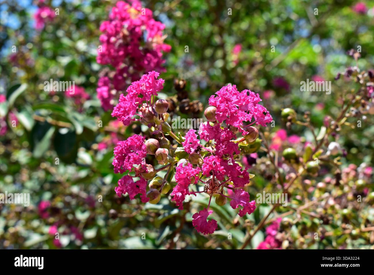 Fleurs de colza (Lagerstroemia indica) sur l'arbre Banque D'Images