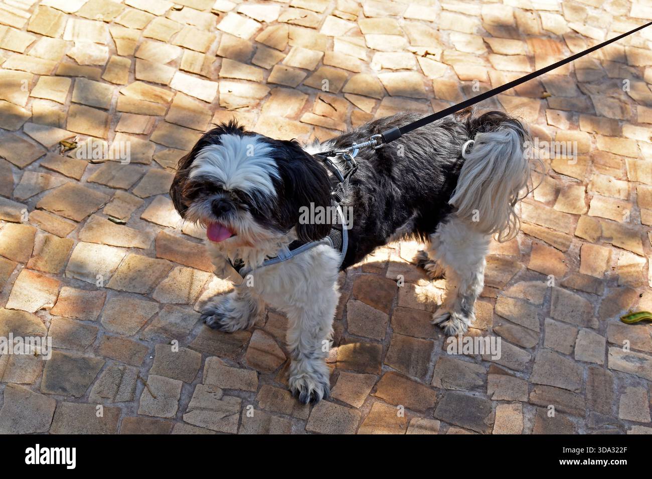 Chien de race shih tzu en laisse, Ribeirao Preto, Sao Paulo, Brésil Banque D'Images