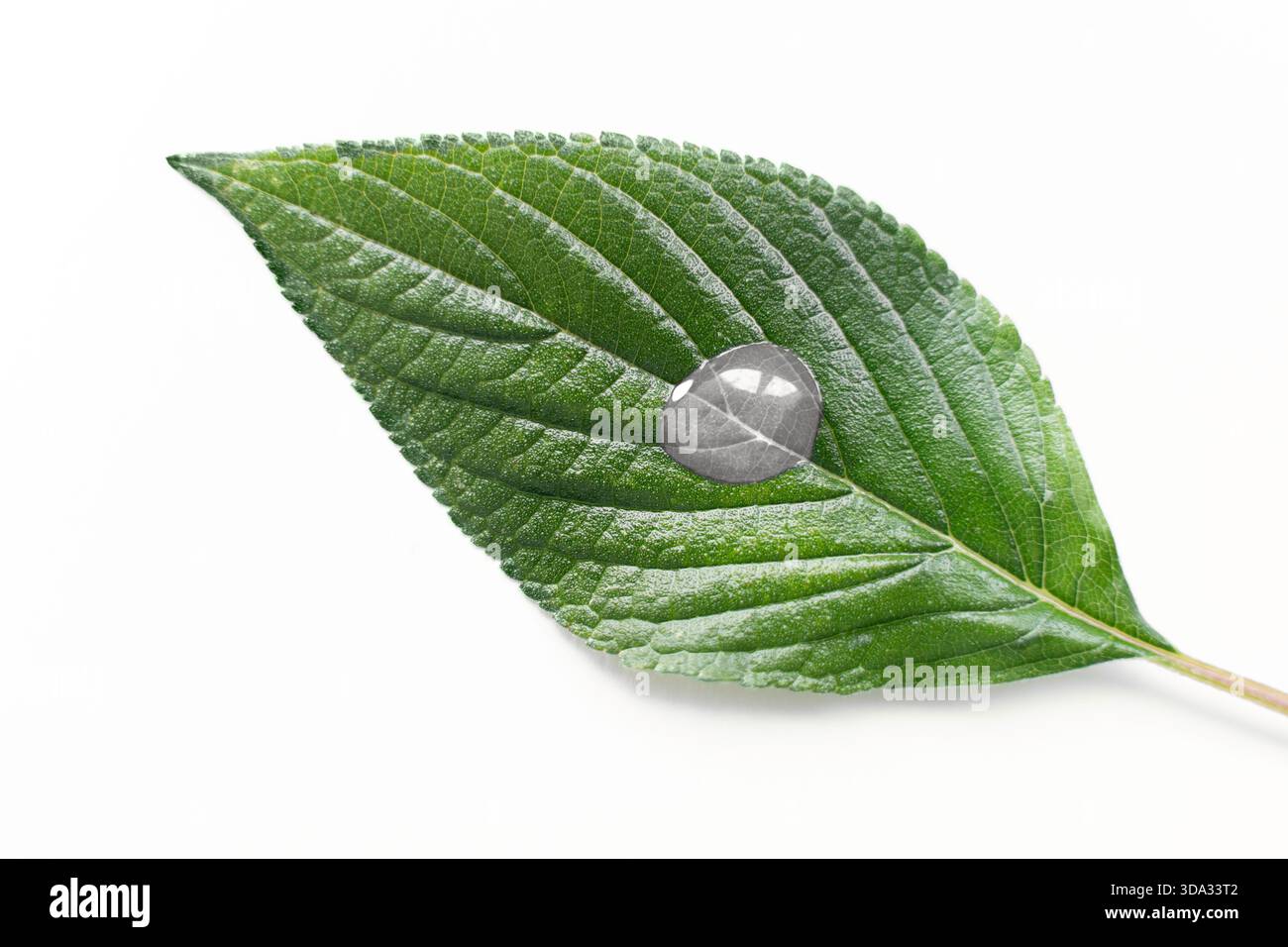 Représentant la couleur de l'année 2026 dans des images de nature minimalistes simples Banque D'Images