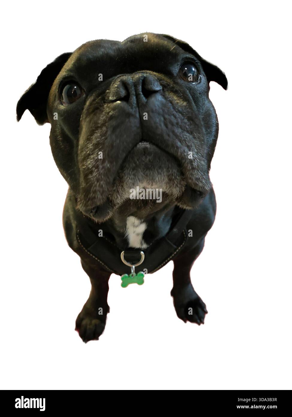 Bulldog français noir portant un harnais et une étiquette verte en forme d'os posant sur un fond blanc, capturé sous un angle bas qui met en valeur son curieux A. Banque D'Images