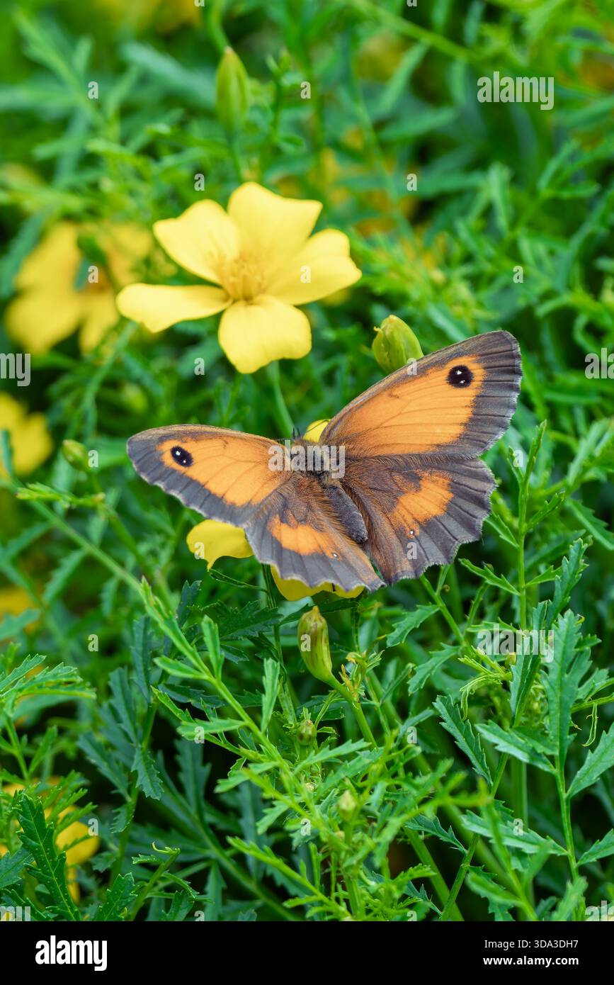 Papillon gardien (Pyronia tithonus) également connu sous le nom de Hedge Brown avec ses ailes ouvertes qui se trouve volant au printemps et en été, macro nature photogr Banque D'Images