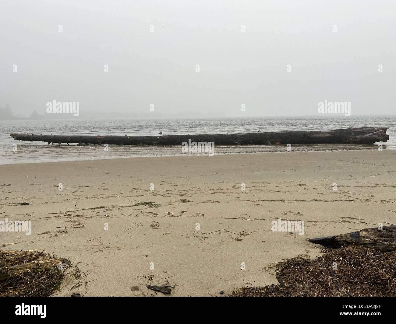 Un très grand arbre échoue sur le rivage à Siletz Bay près de Nelscott Beach, après une marée King, à Lincoln City, Oregon. - Image de stock capturée avec un smartphone