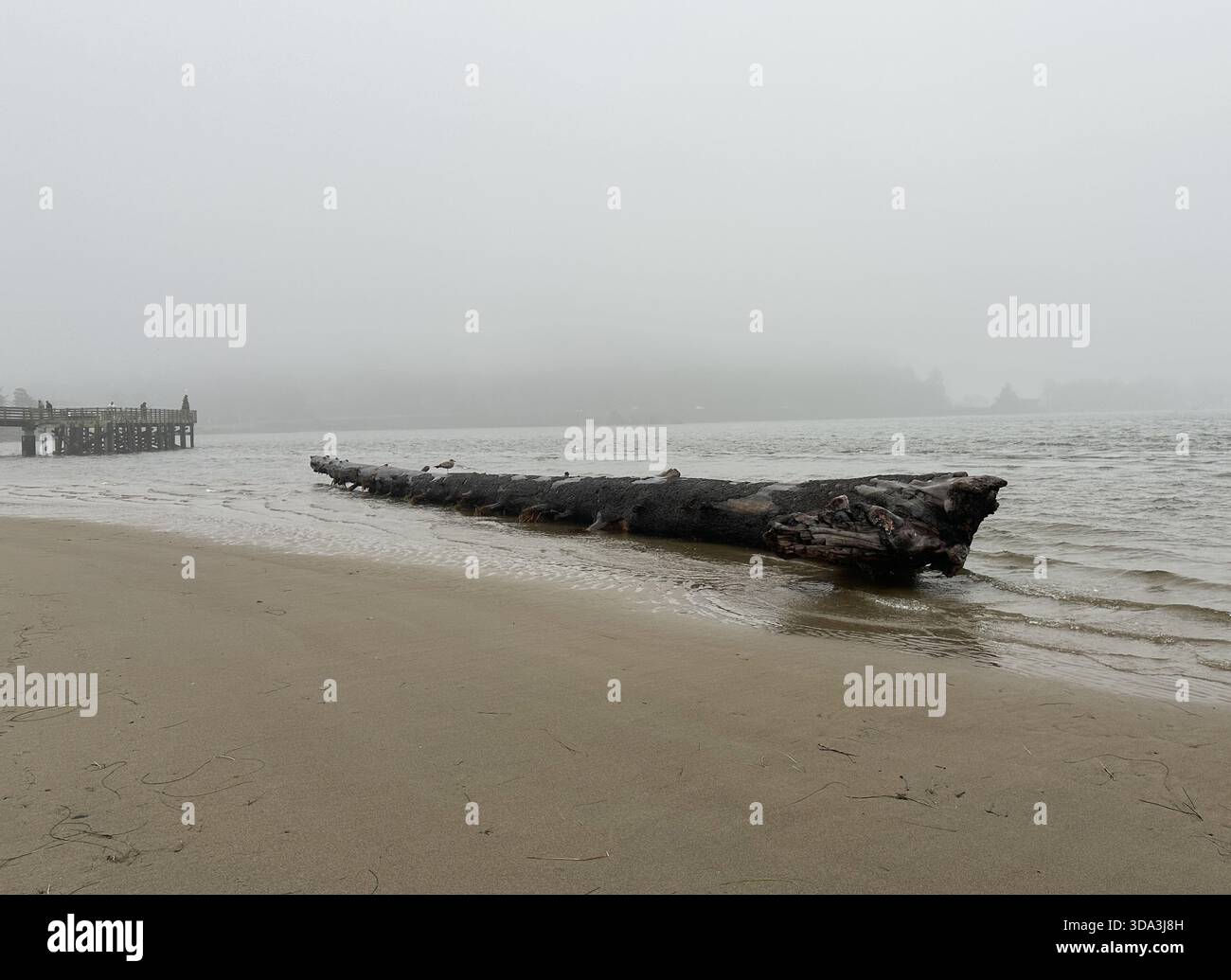 Un très grand arbre échoue sur le rivage à Siletz Bay près de Nelscott Beach, après une marée King, à Lincoln City, Oregon. - Image de stock capturée avec un smartphone