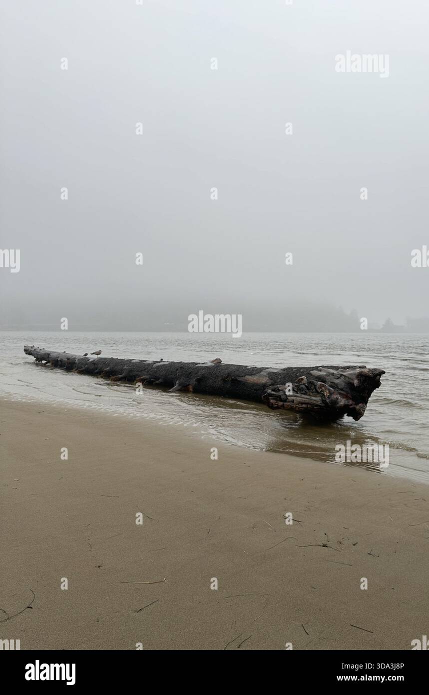 Un très grand arbre échoue sur le rivage à Siletz Bay près de Nelscott Beach, après une marée King, à Lincoln City, Oregon. - Image de stock capturée avec un smartphone