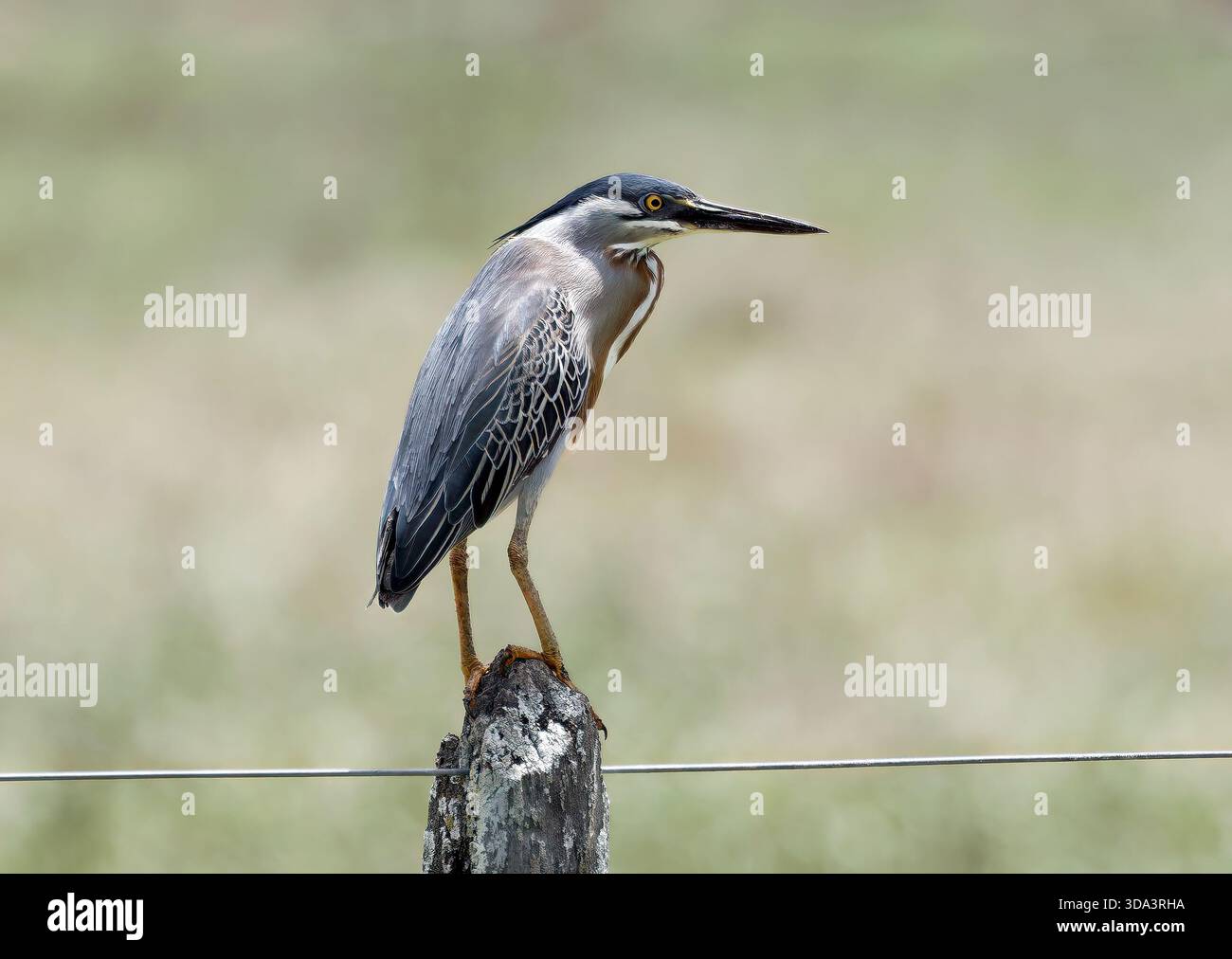 Héron strié, héron de mangrove, mangrovereiher, Héron strié, Butorides striata, mangrovegém, Pantanal, Mato Grosso, Brésil, Amérique du Sud Banque D'Images
