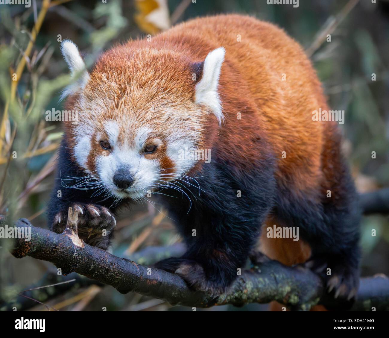 Panda rouge Banque D'Images