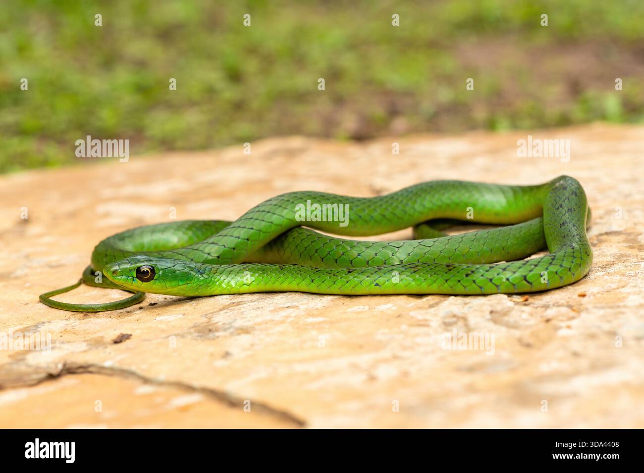 Un joli serpent vert du Natal de l'est (Philothamnus natalensis) posé sur un rocher. Un serpent endémique non venimeux d'Afrique australe Banque D'Images