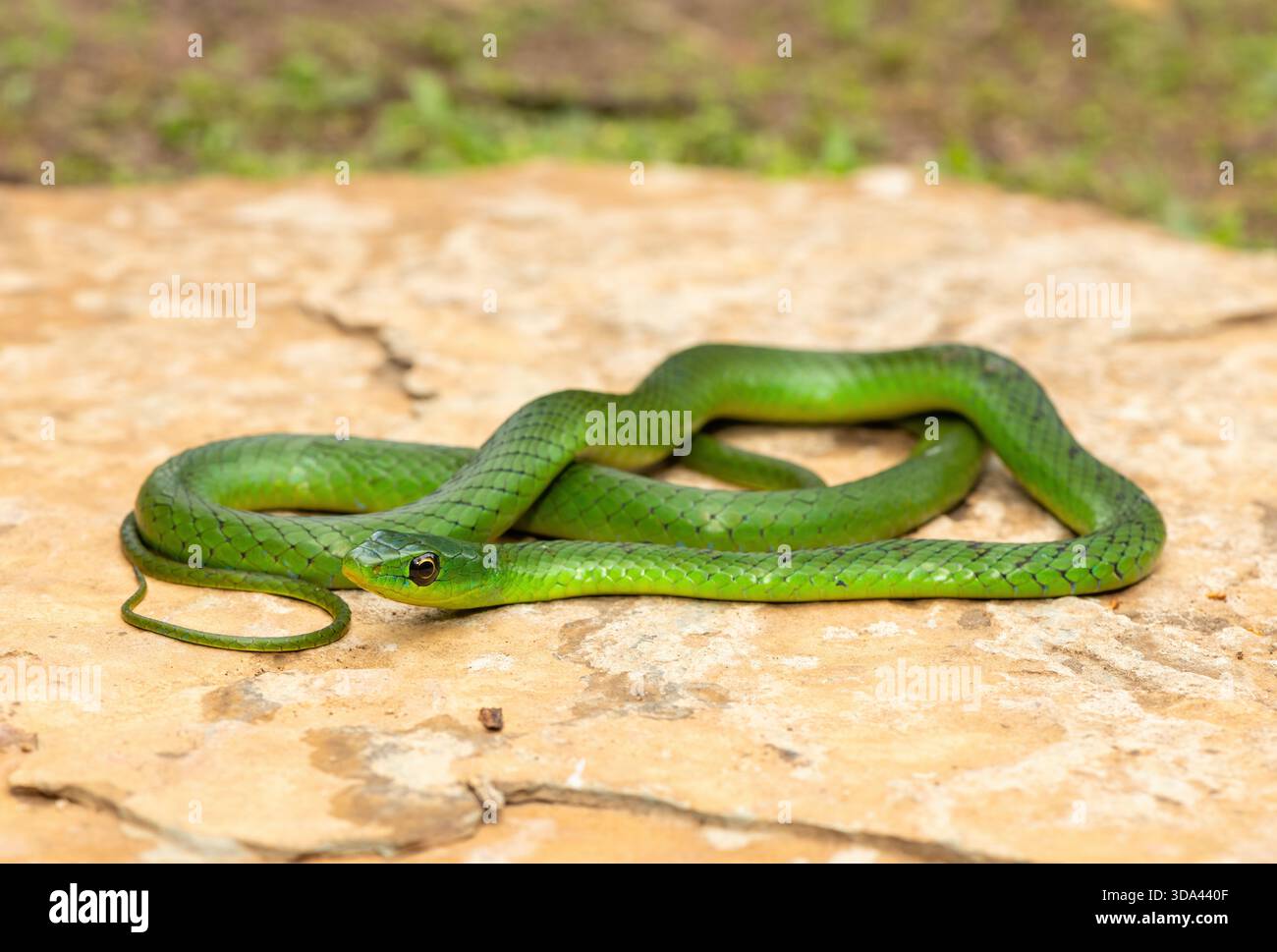 Un joli serpent vert du Natal de l'est (Philothamnus natalensis) posé sur un rocher. Un serpent endémique non venimeux d'Afrique australe Banque D'Images