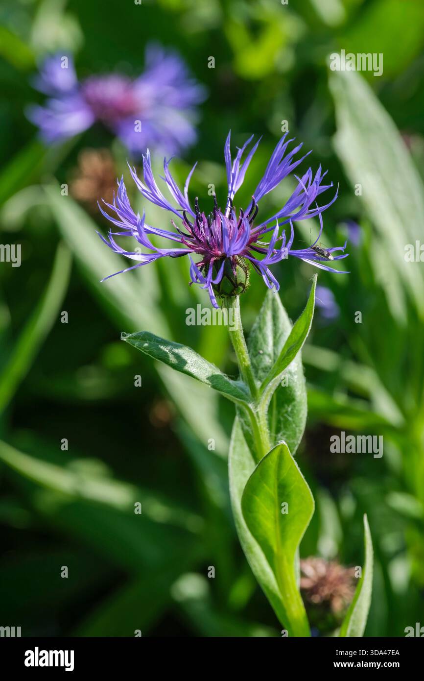 Centaurea montana, bleuet pérenne, têtes de fleurs bleues à la fin du printemps Banque D'Images