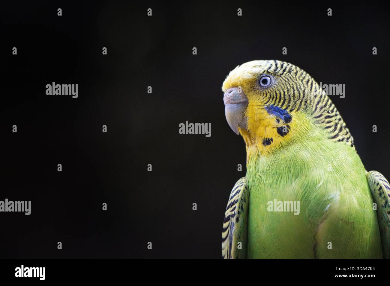 Gros plan Portrait d'un budgerigar vert et jaune pour animaux de compagnie Banque D'Images