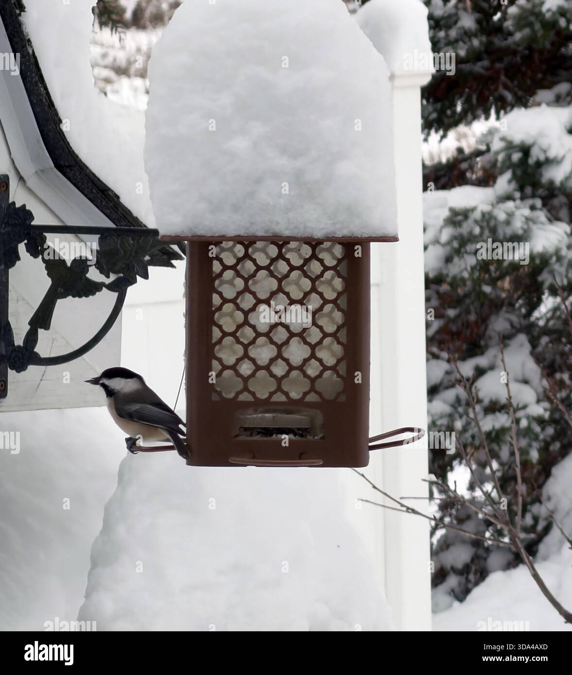 Un Chickadee à coiffe noire mangeant des graines d'oiseaux assis sur une mangeoire couverte d'un pied de neige après un blizzard - Image de stock capturée avec un smartphone