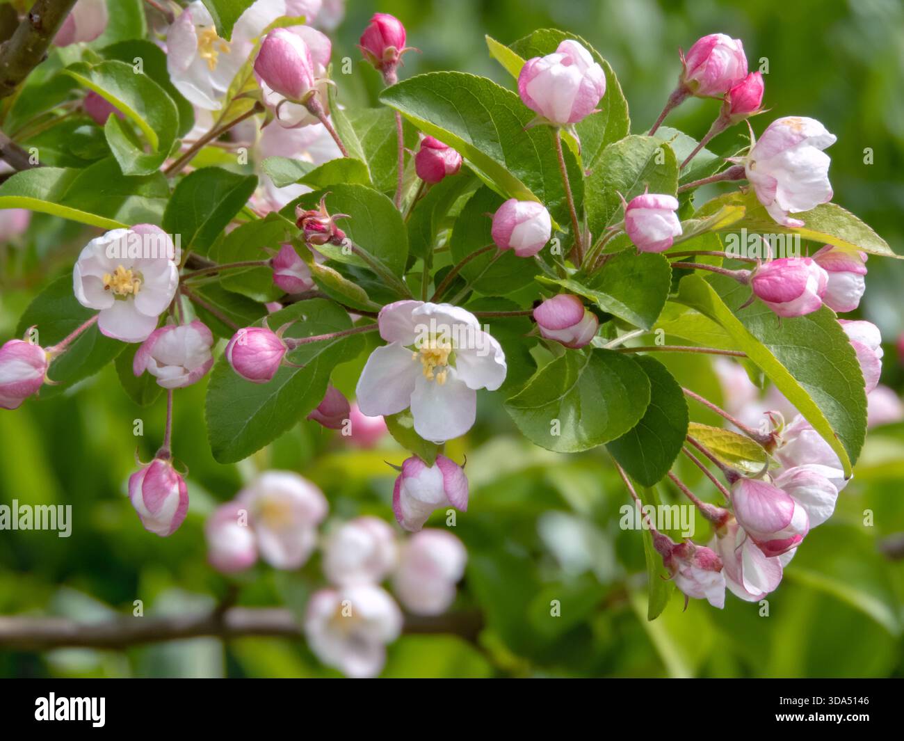 Pommier ornemental avec fleurs blanches entièrement ouvertes et délicats bourgeons roses. La combinaison de fleurs en fleurs et de bourgeons en développement capture une dyna Banque D'Images
