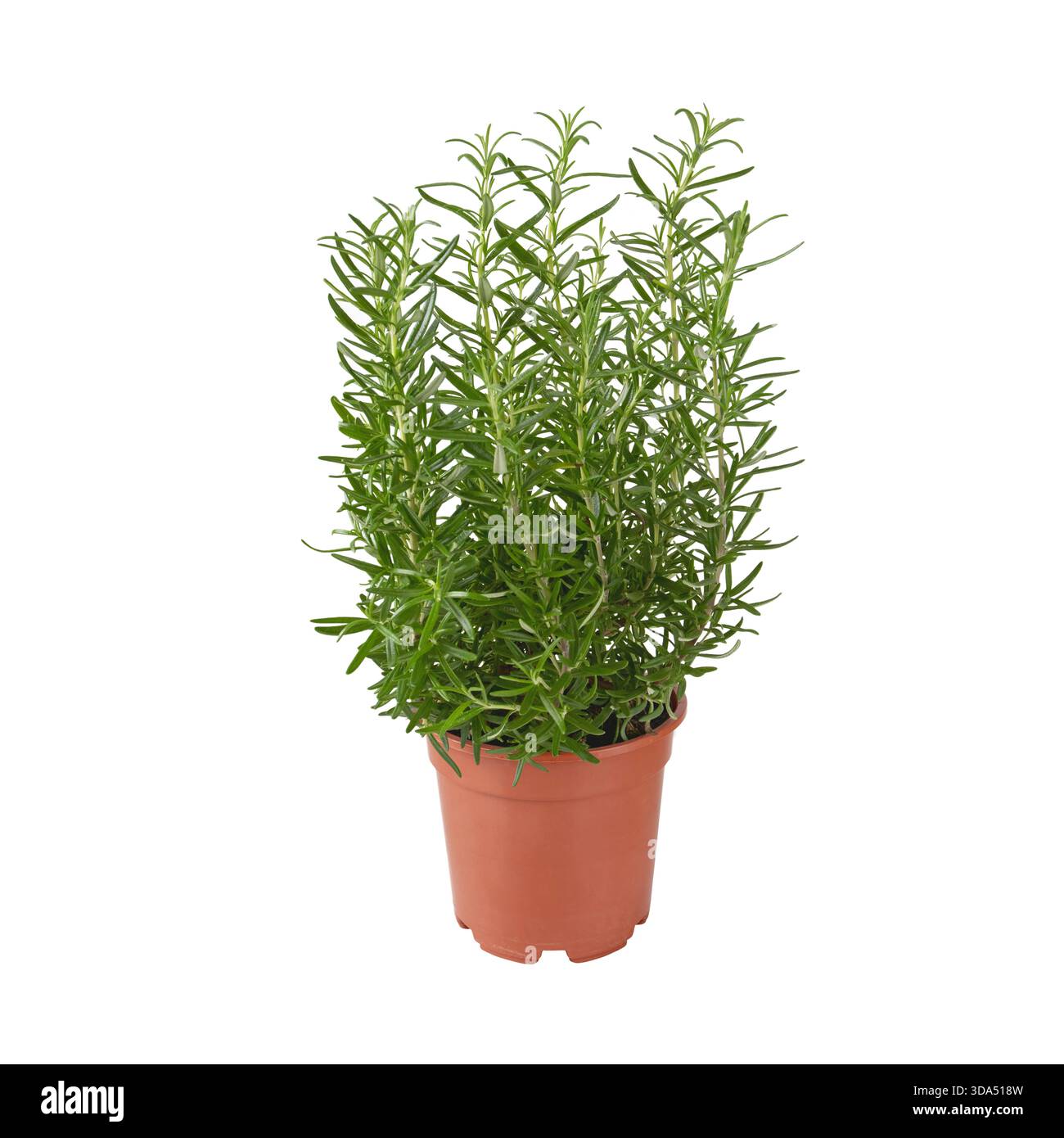 Plante de romarin en pot isolée sur blanc. Herbe culinaire aromatique avec un feuillage vert dense, parfait pour la cuisine, le jardinage et les projets de design Banque D'Images
