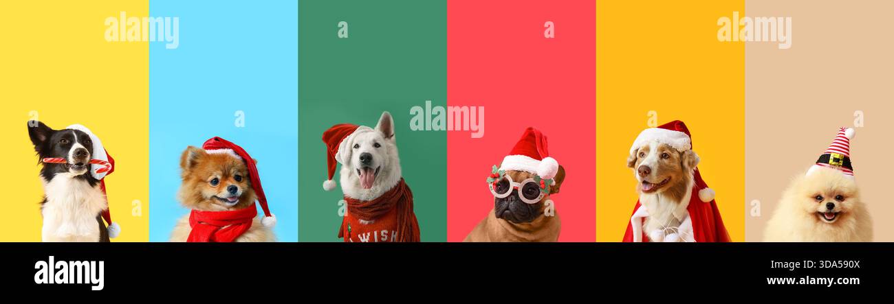 Collage de chiens drôles sur fond de couleur. Fête de Noël Banque D'Images