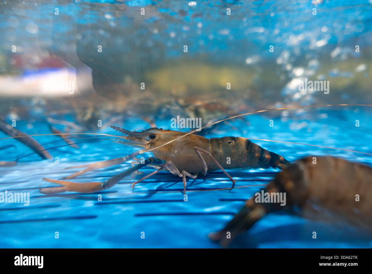 Crevettes tigrées à vendre dans la section fruits de mer d'un supermarché asiatique chinois Banque D'Images