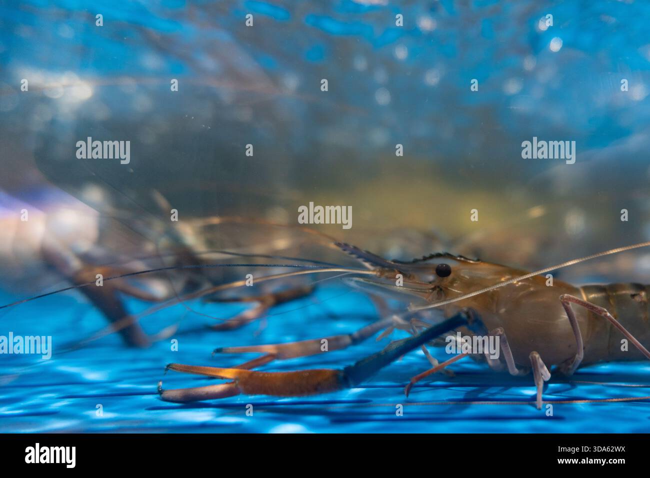 Crevettes tigrées à vendre dans la section fruits de mer d'un supermarché asiatique chinois Banque D'Images