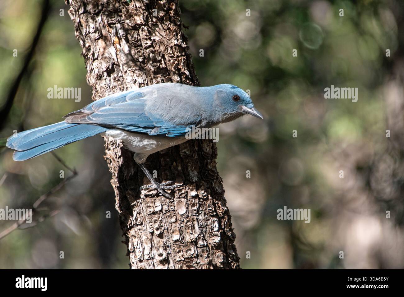 Mexican Jay (Aphelocoma wollweberi) Banque D'Images