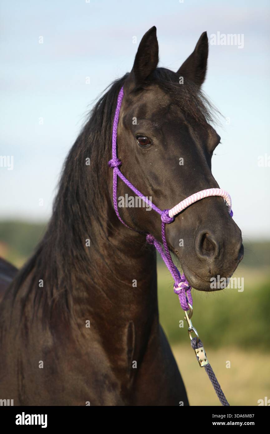 Cheval frison avec licol au coucher du soleil d'été Banque D'Images