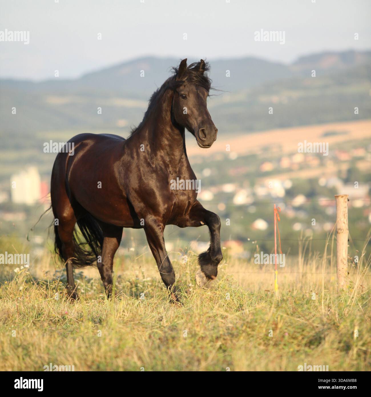 Cheval frison avec une longue crinière se déplaçant au coucher du soleil d'été Banque D'Images