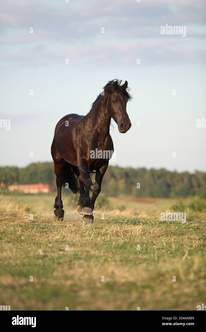 Cheval frison avec une longue crinière se déplaçant au coucher du soleil d'été Banque D'Images