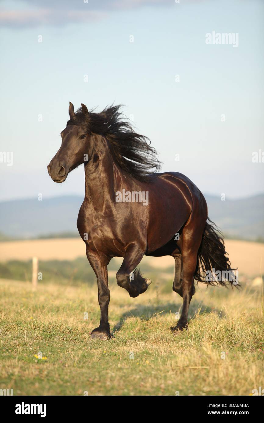 Cheval frison avec une longue crinière se déplaçant au coucher du soleil d'été Banque D'Images