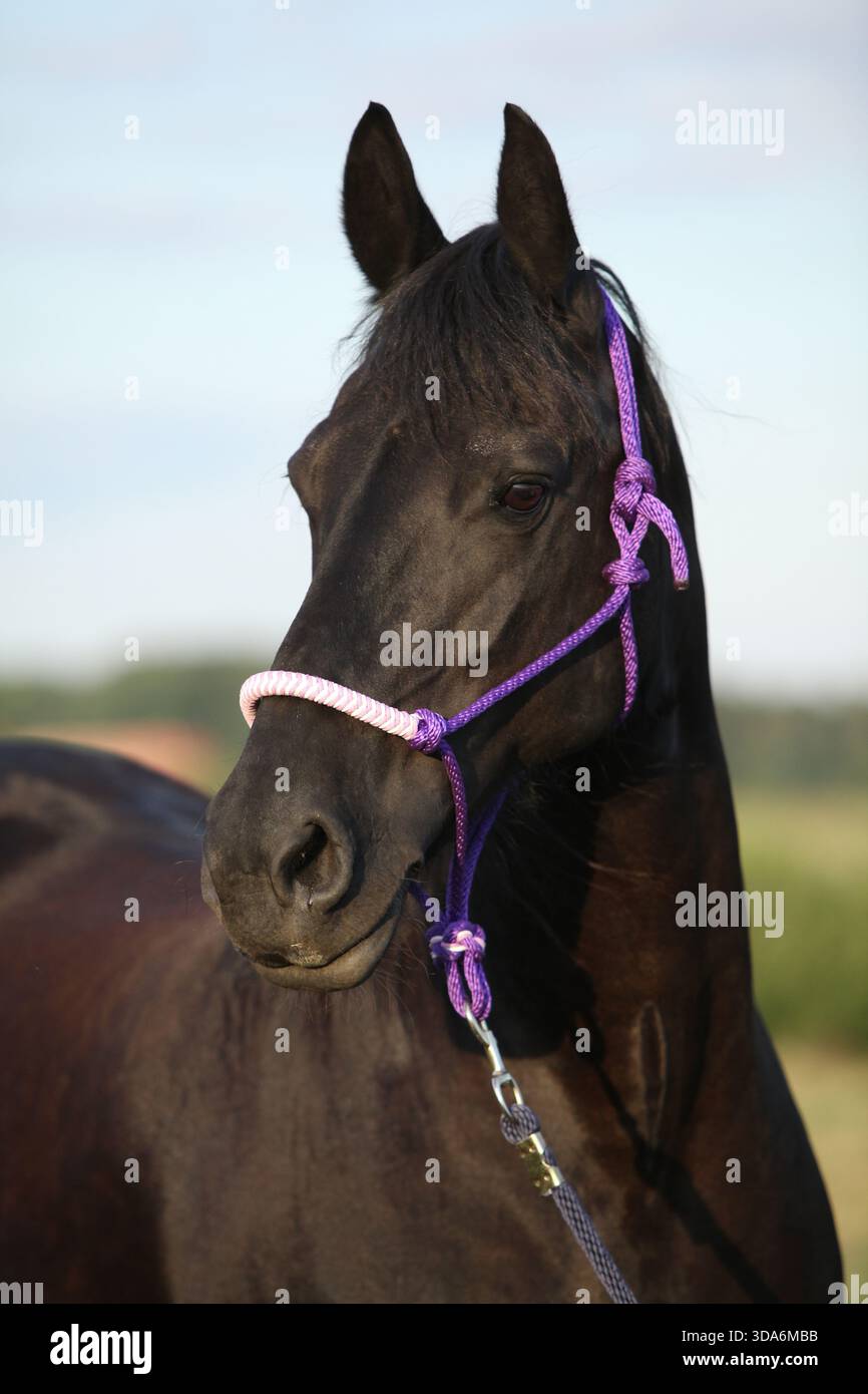 Cheval frison avec licol au coucher du soleil d'été Banque D'Images