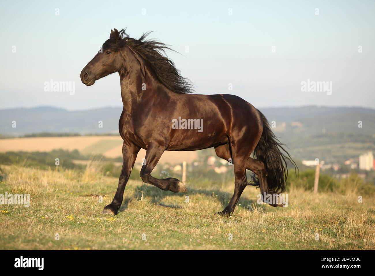 Cheval frison avec une longue crinière se déplaçant au coucher du soleil d'été Banque D'Images