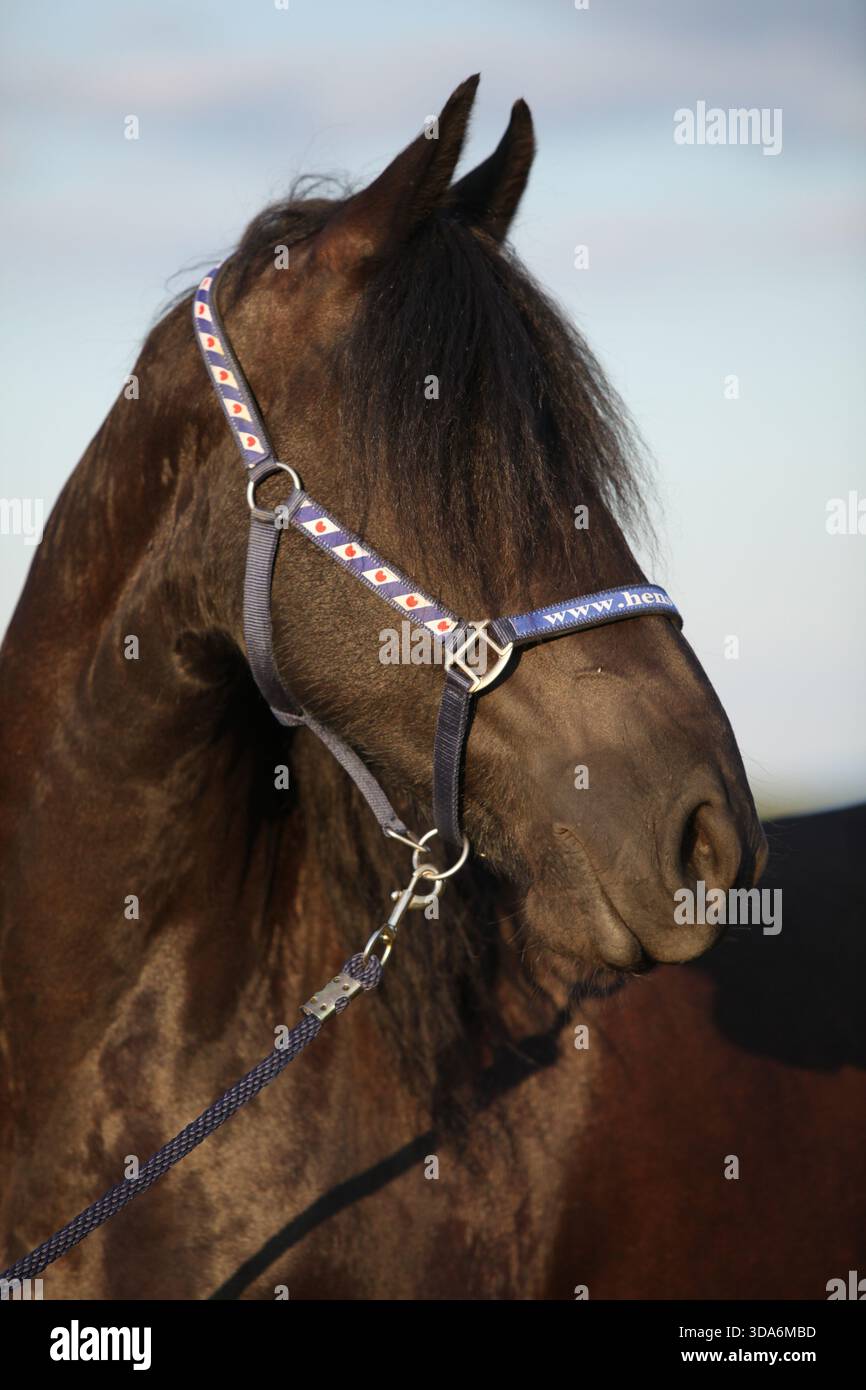Cheval frison avec licol au coucher du soleil d'été Banque D'Images