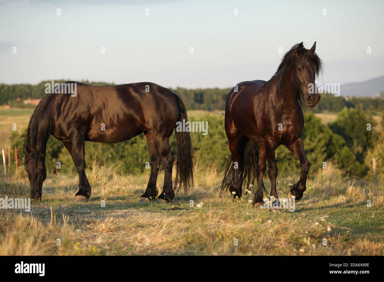 Cheval frison avec une longue crinière se déplaçant au coucher du soleil d'été Banque D'Images