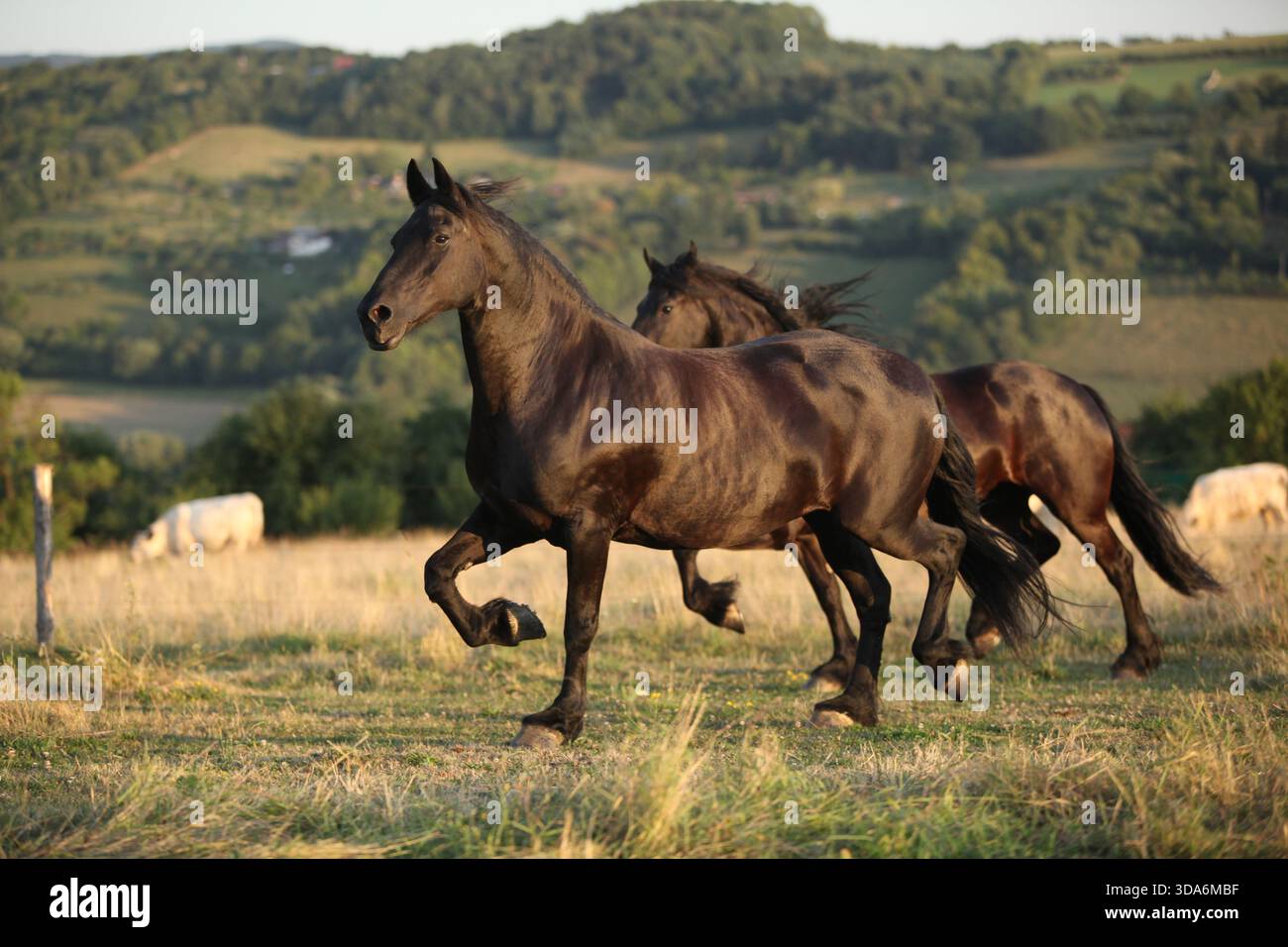 Cheval frison avec une longue crinière se déplaçant au coucher du soleil d'été Banque D'Images