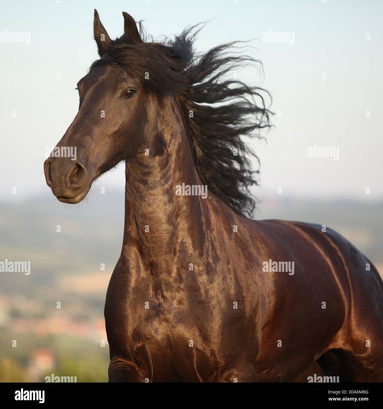 Cheval frison avec une longue crinière se déplaçant au coucher du soleil d'été Banque D'Images