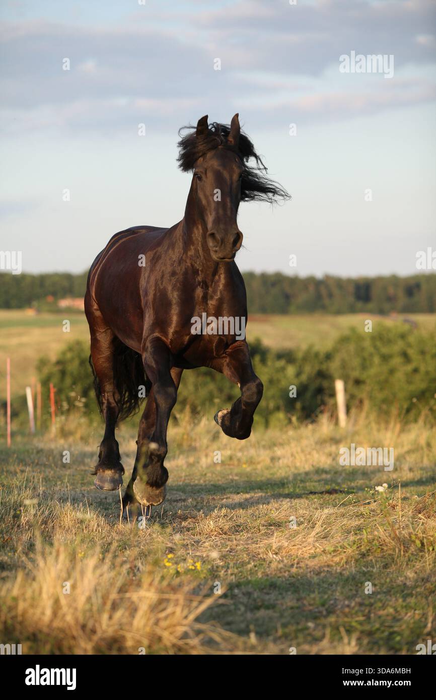 Cheval frison avec une longue crinière se déplaçant au coucher du soleil d'été Banque D'Images