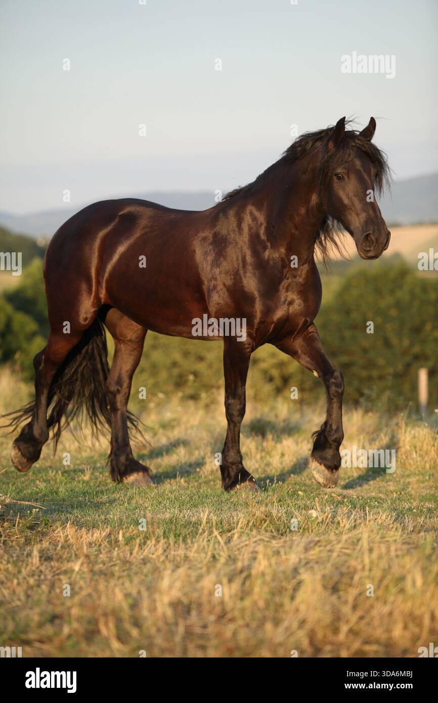 Cheval frison avec une longue crinière se déplaçant au coucher du soleil d'été Banque D'Images