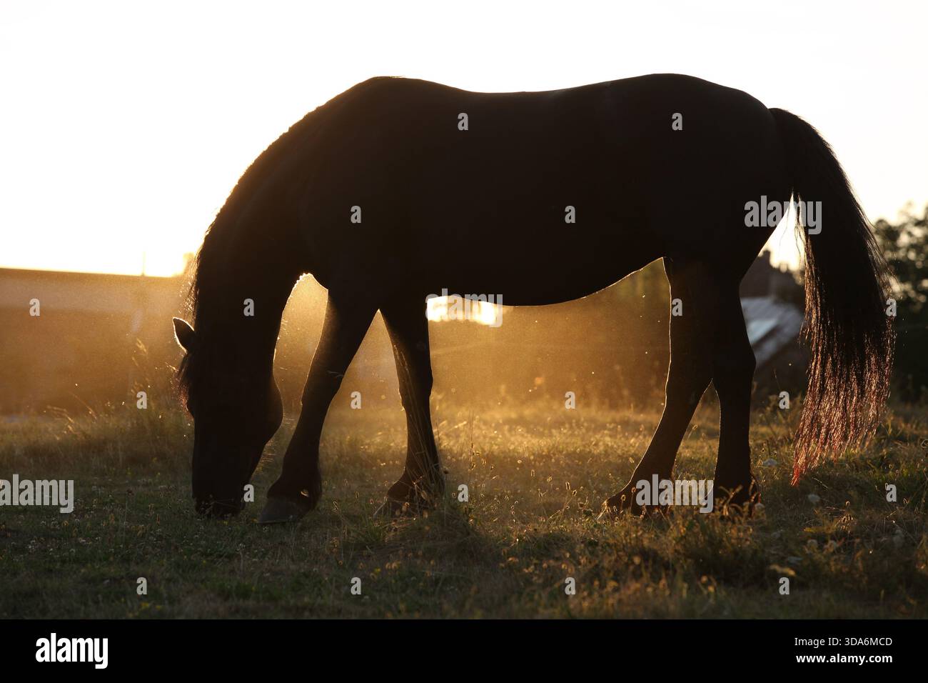 Cheval frison avec une longue crinière se déplaçant au coucher du soleil d'été Banque D'Images