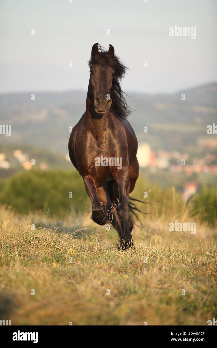 Cheval frison avec une longue crinière se déplaçant au coucher du soleil d'été Banque D'Images