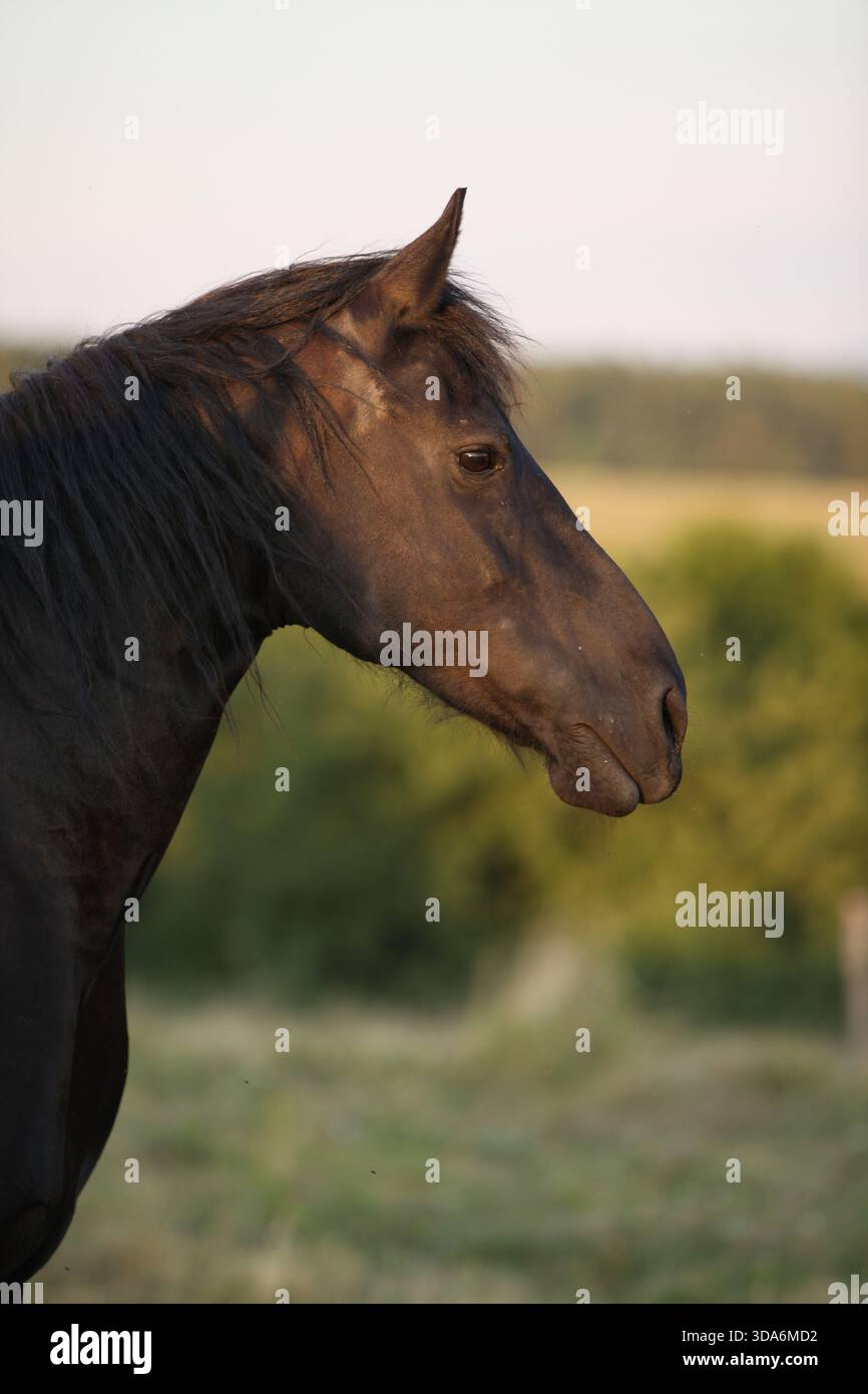 Cheval frison avec une longue crinière se déplaçant au coucher du soleil d'été Banque D'Images
