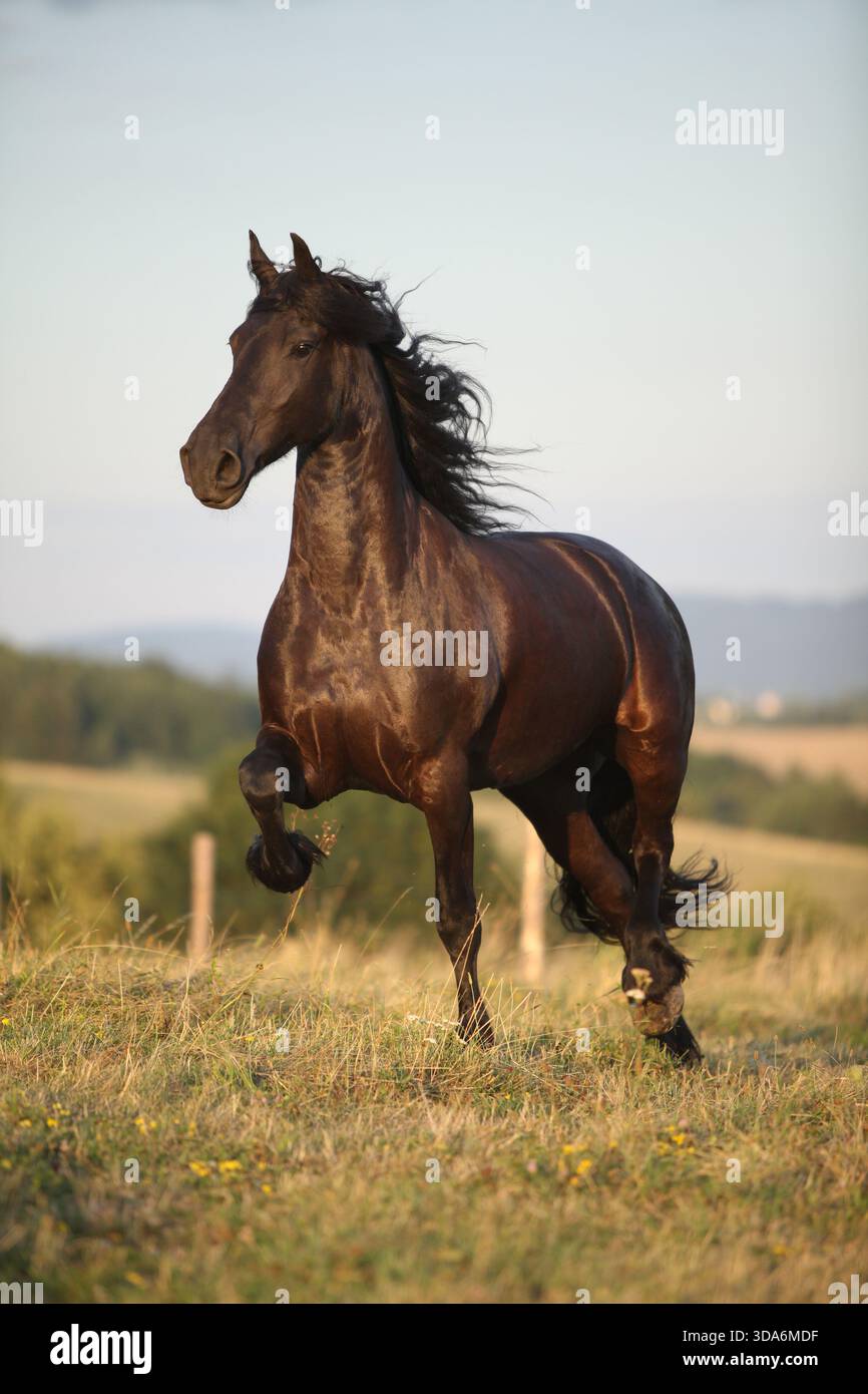 Cheval frison avec une longue crinière se déplaçant au coucher du soleil d'été Banque D'Images