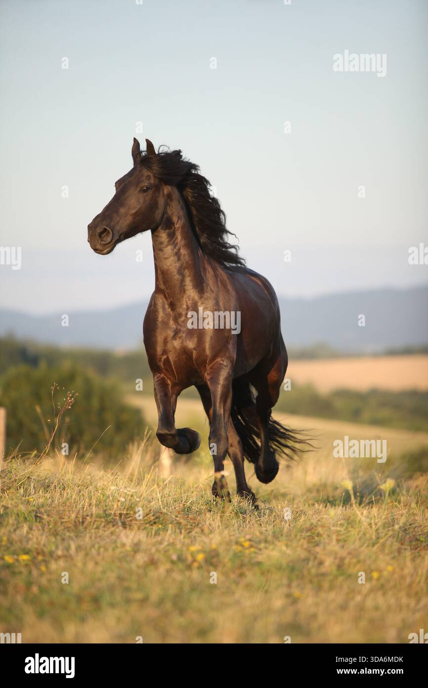 Cheval frison avec une longue crinière se déplaçant au coucher du soleil d'été Banque D'Images