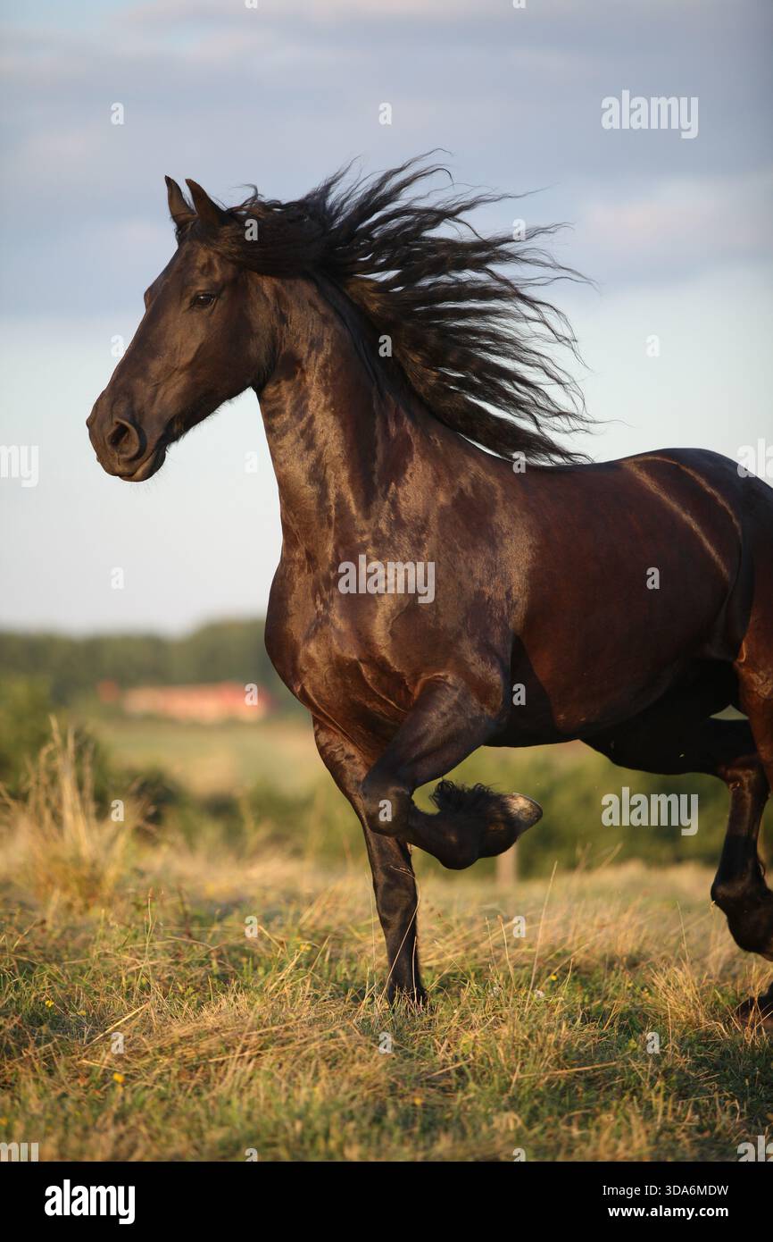 Cheval frison avec une longue crinière se déplaçant au coucher du soleil d'été Banque D'Images
