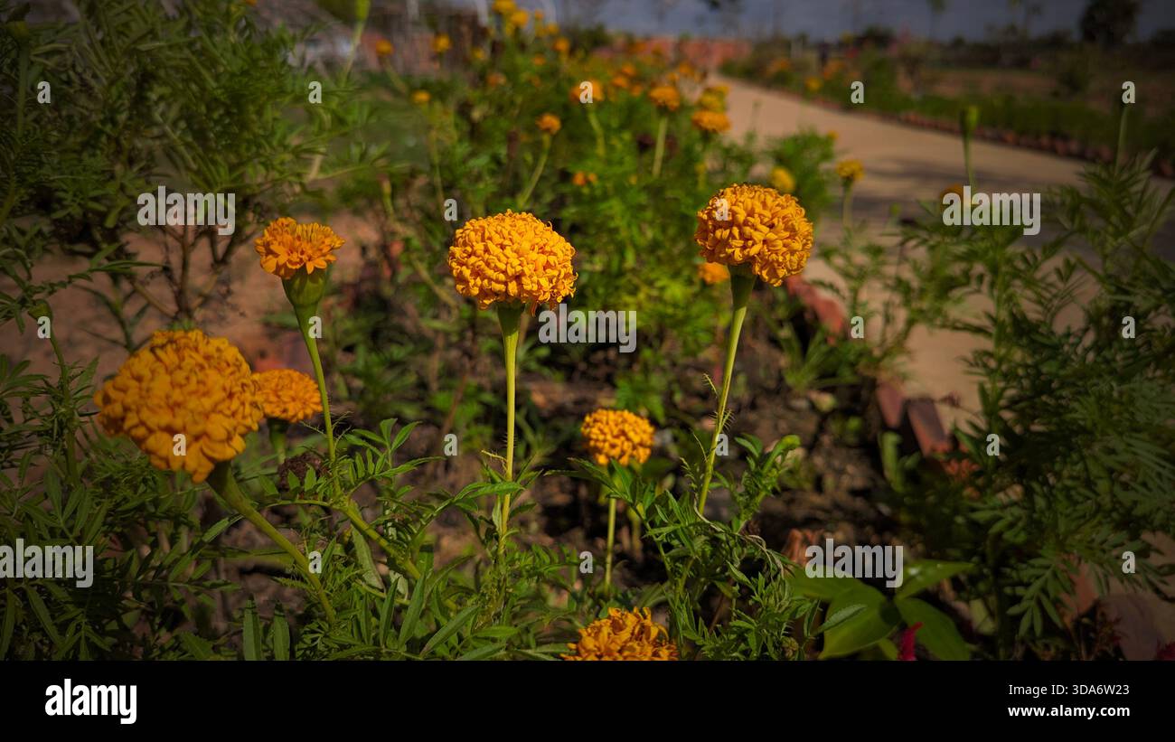 Ceci est une image en gros plan de nombreux aliments enroulés et serpents disposés sur un plateau métallique. Banque D'Images