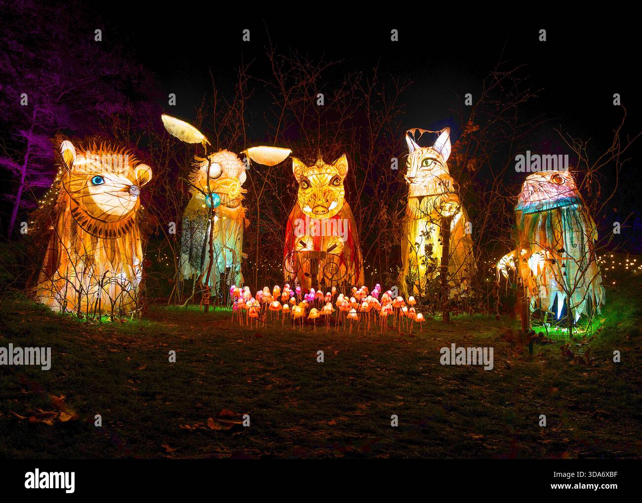 27 Nov 2025 Wakehurst place, Sussex UK Wakehurst place ouvre ses portes à Glow Wild Banque D'Images