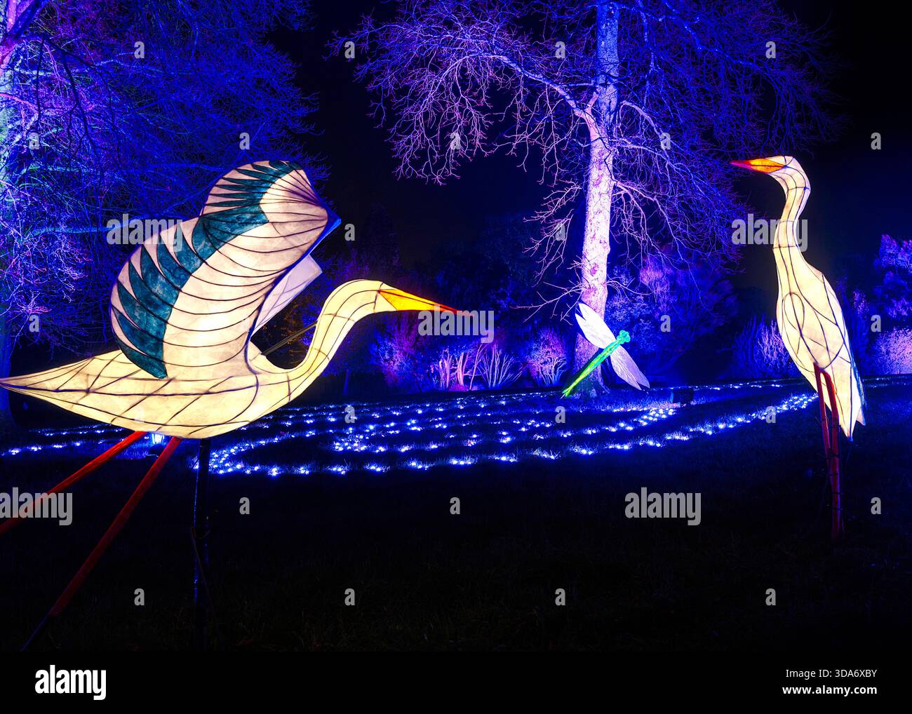 27 Nov 2025 Wakehurst place, Sussex UK Wakehurst place ouvre ses portes à Glow Wild Banque D'Images