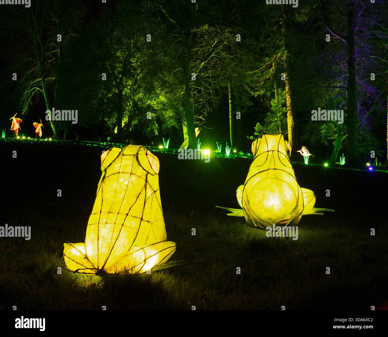 27 Nov 2025 Wakehurst place, Sussex UK Wakehurst place ouvre ses portes à Glow Wild Banque D'Images